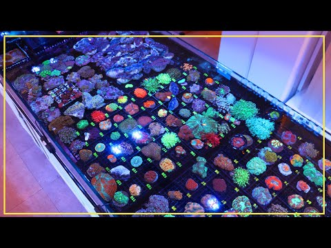 Видео: 49 минут разговоров о рифе во время распаковки самых огненных кораллов