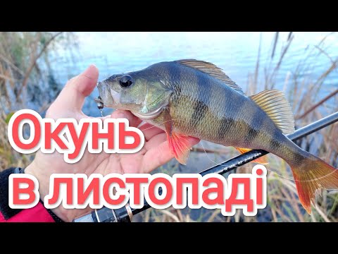 Видео: Ловля окуня в листопаді Спінінг МІКРОДЖИГ рибалка на силіконові приманки  осіння рибалка