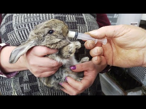 Видео: Как выкормить маленьких крольчат. 13 ти дневные крольчата остались без мамы