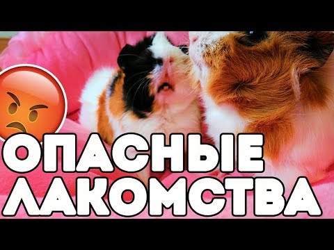 Видео: ПИТАНИЕ. КАКИЕ ЛАКОМСТВА НЕЛЬЗЯ ДАВАТЬ МОРСКИМ СВИНКАМ????