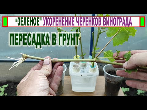 Видео: 🍇 Зеленое укоренение черенков винограда. Пересаживаю ЗЕЛЕНЫЕ УКОРЕНЕННЫЕ ЧЕРЕНКИ в грунт.