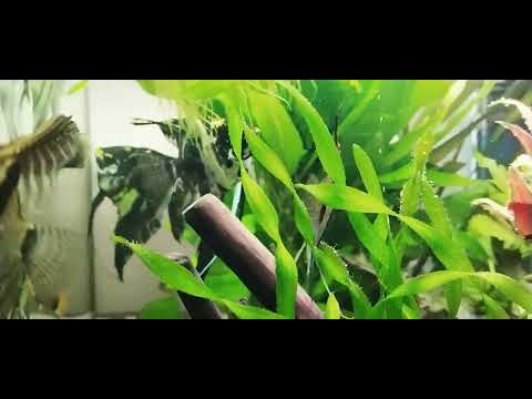 Видео: Аквариум-тропический сад. 😉👍