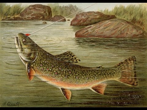 Видео: Trout in Crystal Water | Гірська річка, магія Карпат, Catch & Release