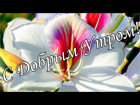 Видео: 🌞Желаю Самого Доброго Утра 9 Ноября!🎵Обалденная Песня!🎵 Музыкальная открытка С ДОБРЫМ УТРОМ