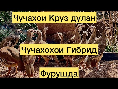 Видео: Чучахои дулан Круз