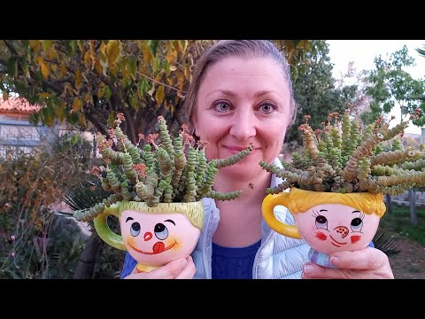 Видео: Пересаживаю Крассулу Марнье и что планирую в Новом году?! #крассуламарнье