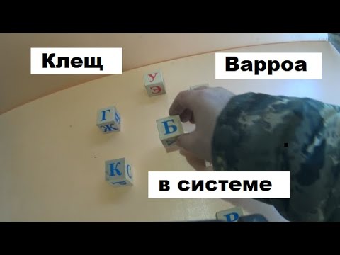 Видео: Клещ Варроа в разных системах пчеловодства