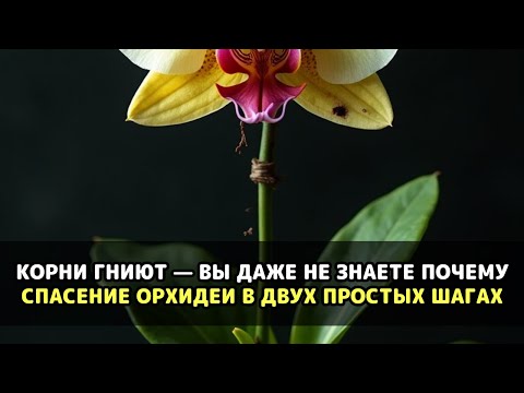 Видео: Эта незаметная ошибка при пересадке уничтожает орхидею быстрее, чем вы успеваете понять причину