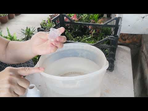 Видео: Новый препарат для укоренения черенков гортензии. Эксперимент