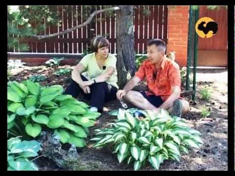 Видео: Хоста в саду. Ландшафтные хитрости 46