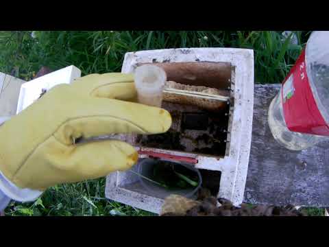 Видео: Подготовка и заселение микронуклеусов.