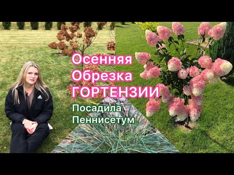 Видео: Как обрезать гортензию на штамбе осенью/ Пасадила пеннисетум лисохвостный 🌿🪴🍂