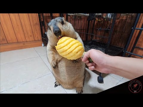 Видео: Когда сурок жует фрукты, вас удивит звук, который он издает