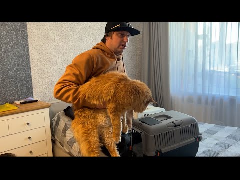 Видео: Мы улетаем. Как улететь из Беларуси с животными. Перелет коту дороже, чем мне.