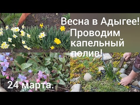 Видео: Живем в станице Гиагинской/Красота весенних цветов/ Проводим капельный полив/