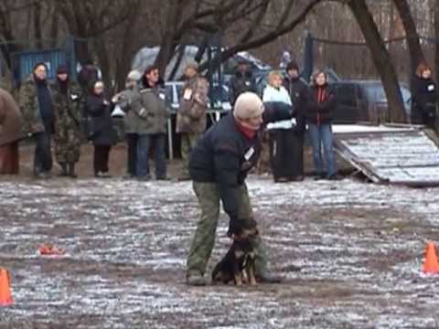 Видео: Ягдтерьер БКучум