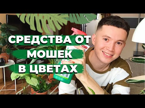 Видео: Как Быстро Избавиться от Мошек в Комнатных Цветах » 3 Проверенных Средства