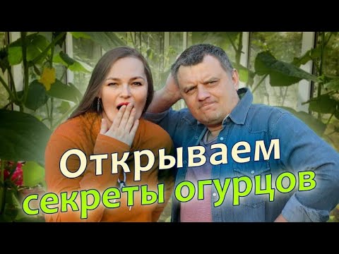 Видео: Когда сажали эти огурцы ДАЖЕ НЕ ДУМАЛИ