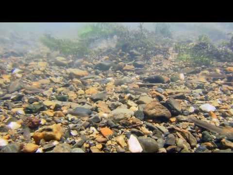 Видео: Satoyama II.  Japan secret water garden.   Cатояма: Таинственный водный сад Японии