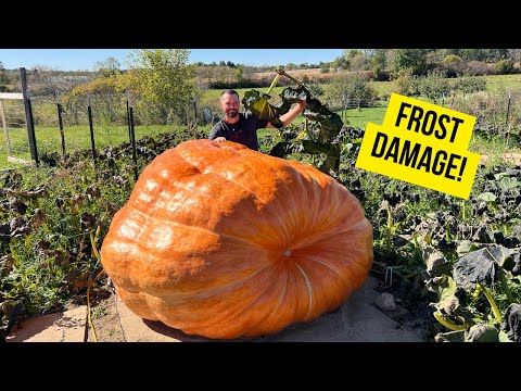 Видео: Гигантская тыква едва пережила заморозки!