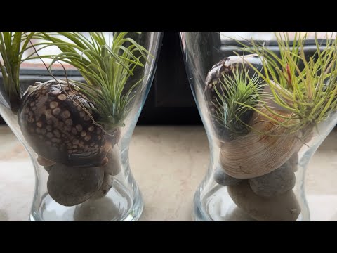 Видео: НОВЫЕ ТИЛЛАНДСИИ. УХОД И РАЗМЕЩЕНИЕ.