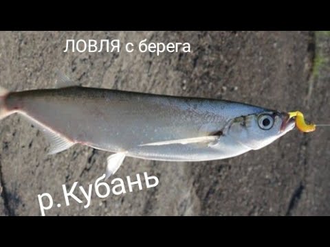 Видео: ЛОВЛЯ ЧЕХОНИ С БЕРЕГА НА РЕКЕ КУБАНЬ.