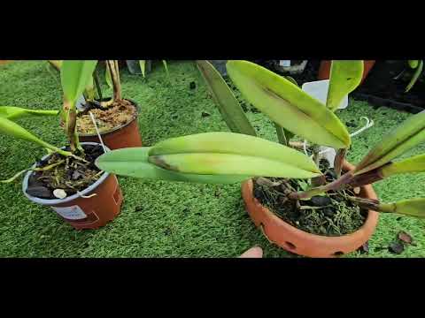 Видео: Обзор Орхидей после отпуска 