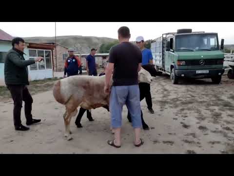 Видео: Безухий м.н БТР короодун арстандары экен