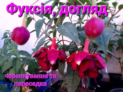 Видео: Фуксія. Як доглядати, черенкування, пересадка. Fuchsia. How to care, cuttings, transplantation.