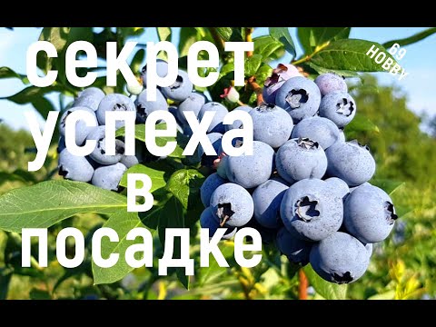 Видео: А ты ЗНАЛ, что ГОЛУБИКУ сажают именно так?  Важные правила!