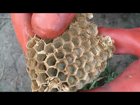 Видео: Незваные гости//Шершни строят гнездо в доме//Ликвидация гнезда.