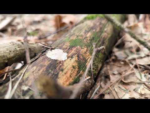 Видео: Идём в лес за триходермой. Как выглядит триходерма в лесу. Как использовать триходерму из леса.