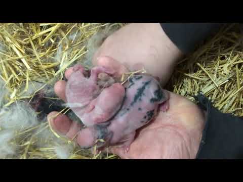 Видео: Первое кормление новорождённых крольчат!
