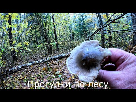 Видео: Прогулки по лесу | На другой стороне дороги нашел рядовку.