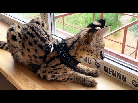 Видео: СМОТРИМ КОШАЧИЙ ДОМ С СЕРВАЛОМ / Пума пытается заманить Мяурицио