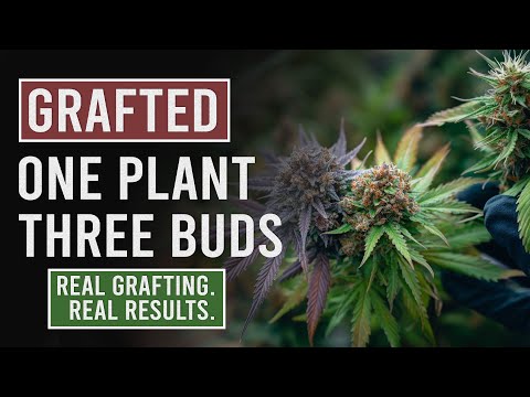 Видео: Прививка каннабиса: как вырастить несколько сортов на одном растении.