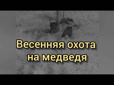 Видео: Весенняя охота на медведя
