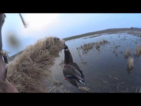 Видео: Красивые выстрелы. Подборка точных выстрелов. Сборник лучших моментов на охоте на утку.