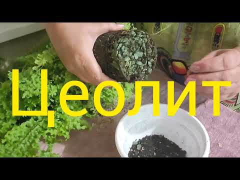 Видео: Папоротник Дассада. 22.11.2024