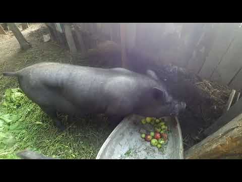 Видео: Свинки- в'єтнамці , ЧИМ ГОДУЄМО. / ВИРОЩУВАННЯ СВИНЕЙ.