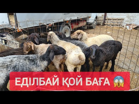 Видео: СҰМДЫҚ АРЗАН БАҒА, ТОҚТЫ, ТЕКЕ, ҚОШҚАР, ҚОЙ БАҒАЛАРЫ.