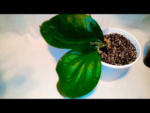 Видео: Крупнолистные хойи