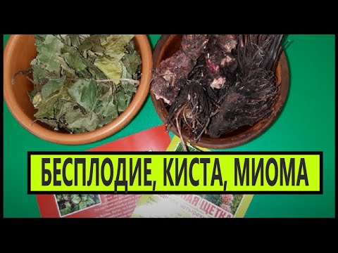 Видео: Боровая Матка и Красная Щётка от Кисты, Миомы, Бесплодия, Фибромы, Нарушения Менструального Цикла...
