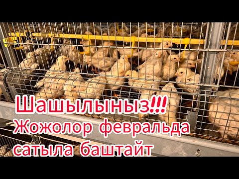 Видео: Кораллник.Алуучулар комен-ге алам десениздер номер жазамын. #жумуртка#куры#птицеводство#тоок#несушка