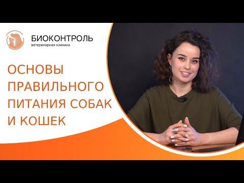 Видео: 🍖 Основы правильного питания собак и кошек. Правильное питание собак и кошек. Биоконтроль. 18+