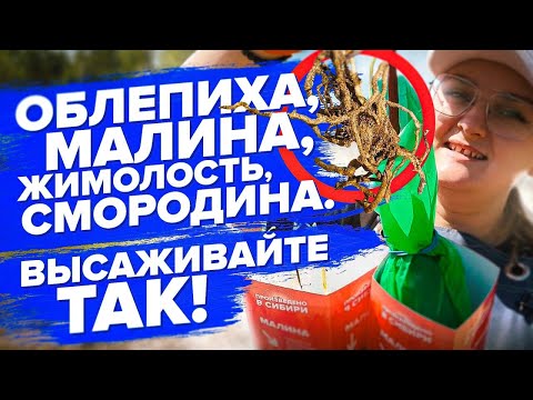 Видео: ПОСАДКА ОБЛЕПИХИ, МАЛИНЫ, ЖИМОЛОСТИ, СМОРОДИНЫ ВЕСНОЙ. КАК ПРАВИЛЬНО?