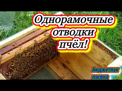 Видео: Отводок на одну рамку! Не вздумайте его делать пока не посмотрите это видео!