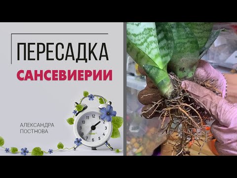 Видео: Пересадка сансевиерии - как пересадить тещин язык с минимальными усилиями.