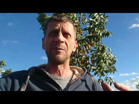 Видео: Подбор устойчивых к фитофторе подвоев.