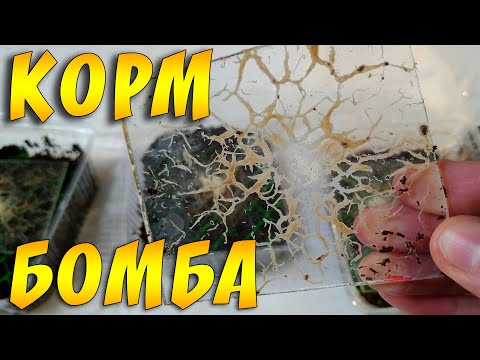 Видео: ГРИНДАЛЬ СОДЕРЖАНИЕ И РАЗВЕДЕНИЕ ОТ А ДО Я! ГРИНДАЛЬСКИЙ ЧЕРВЬ!